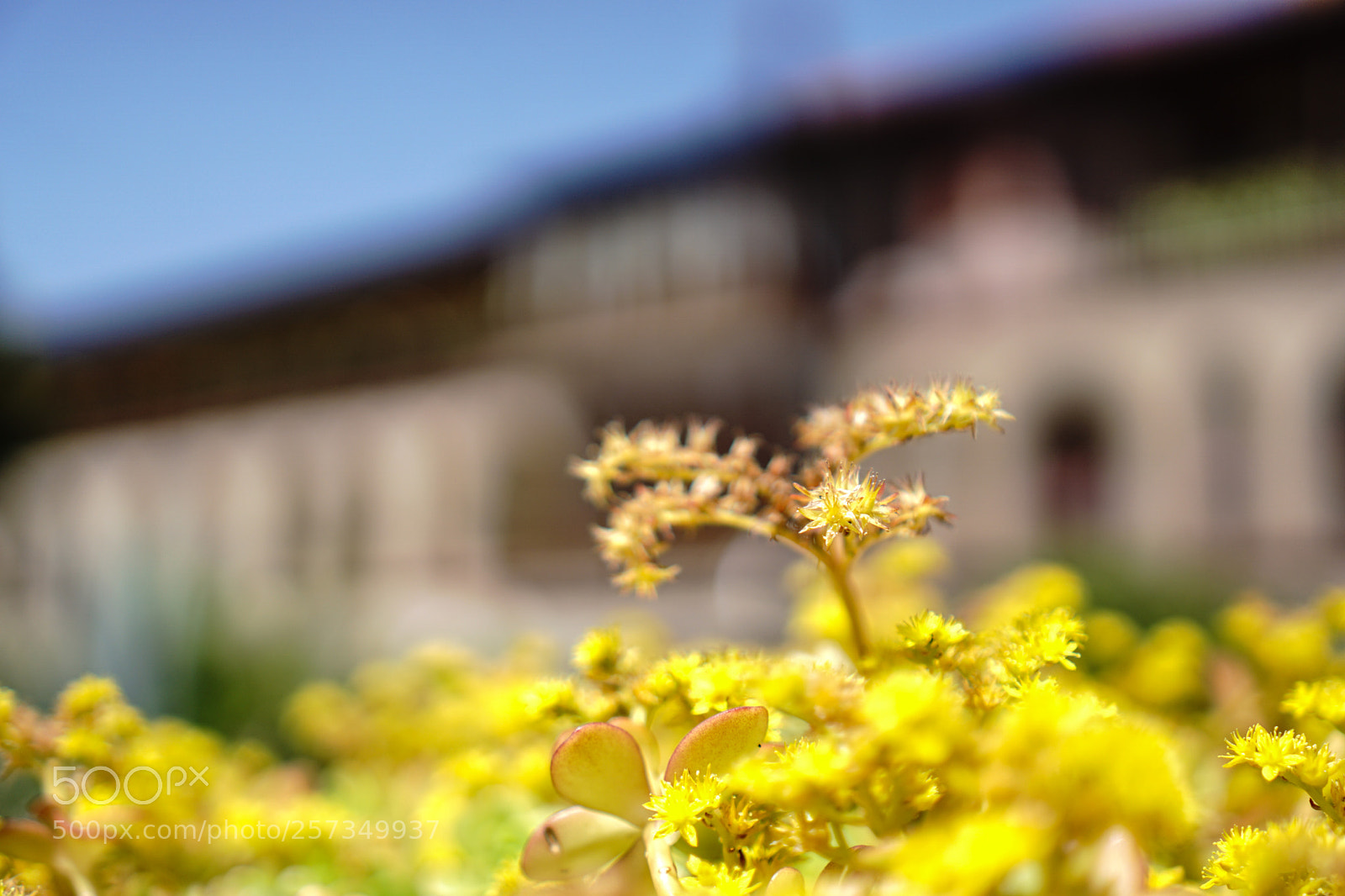 Sony a6000 sample photo. Dsc photography