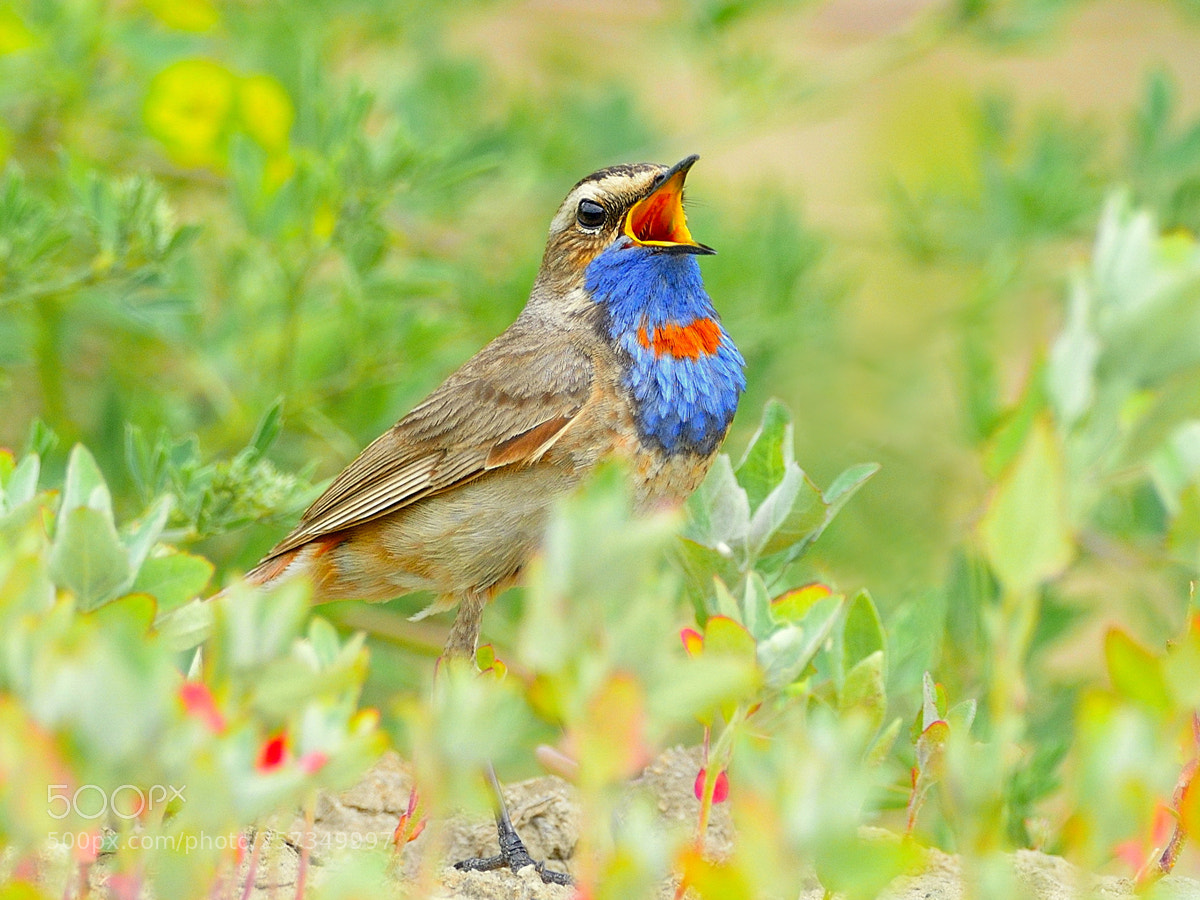 Nikon D610 sample photo. Луговые цветы и птицы photography