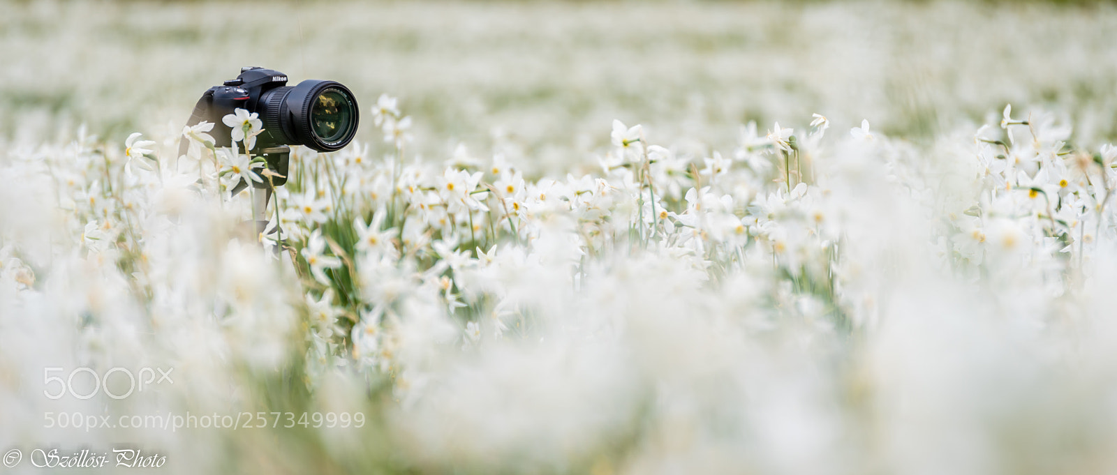 Nikon D750 sample photo. Sentinel photography