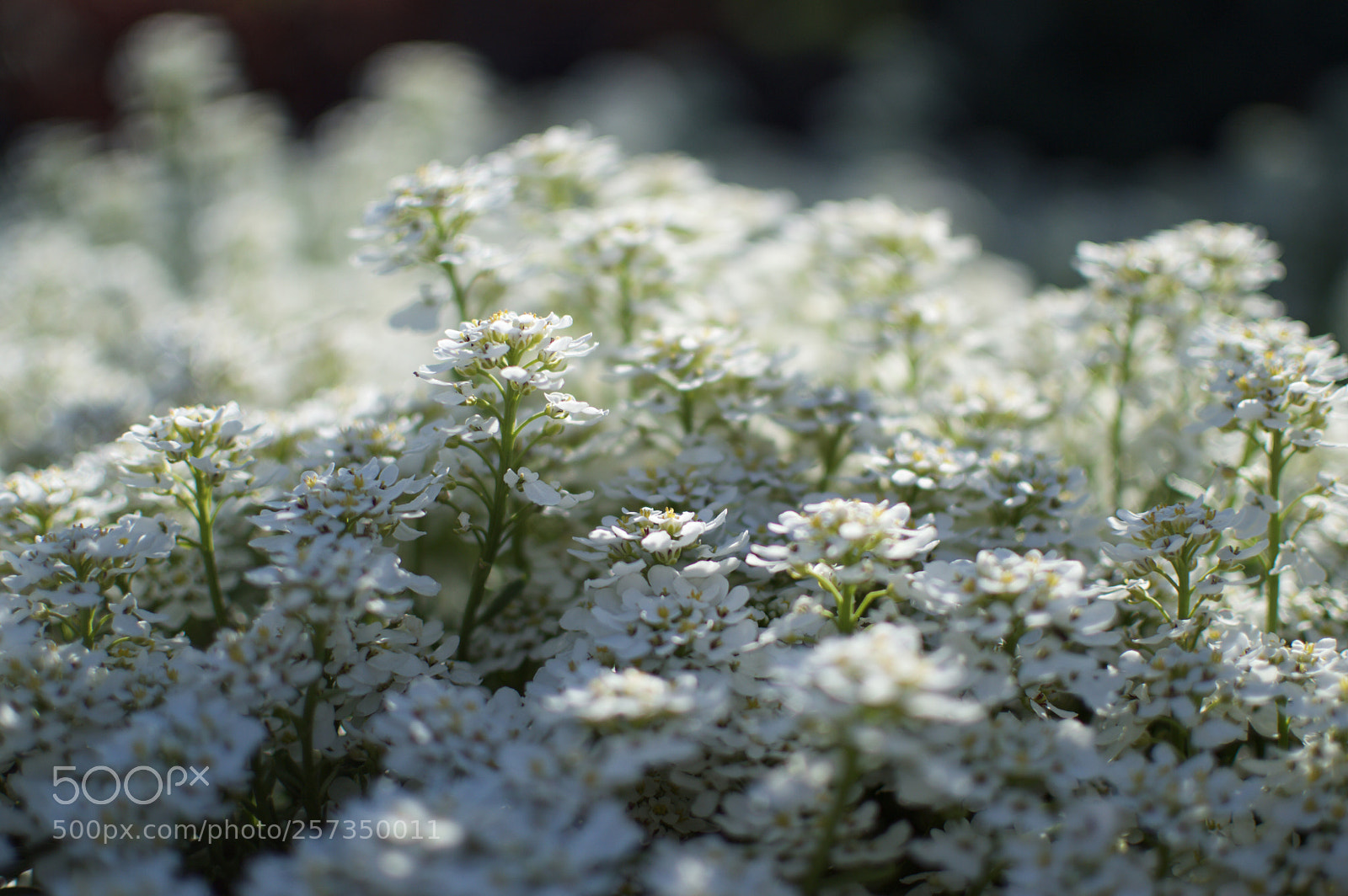 Nikon D3200 sample photo. Afternoon sun photography
