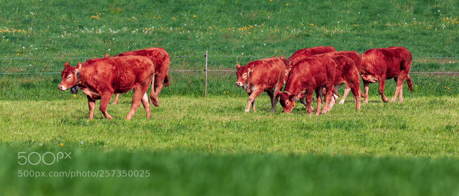 Canon EOS 5D Mark II sample photo. Cows in the field photography