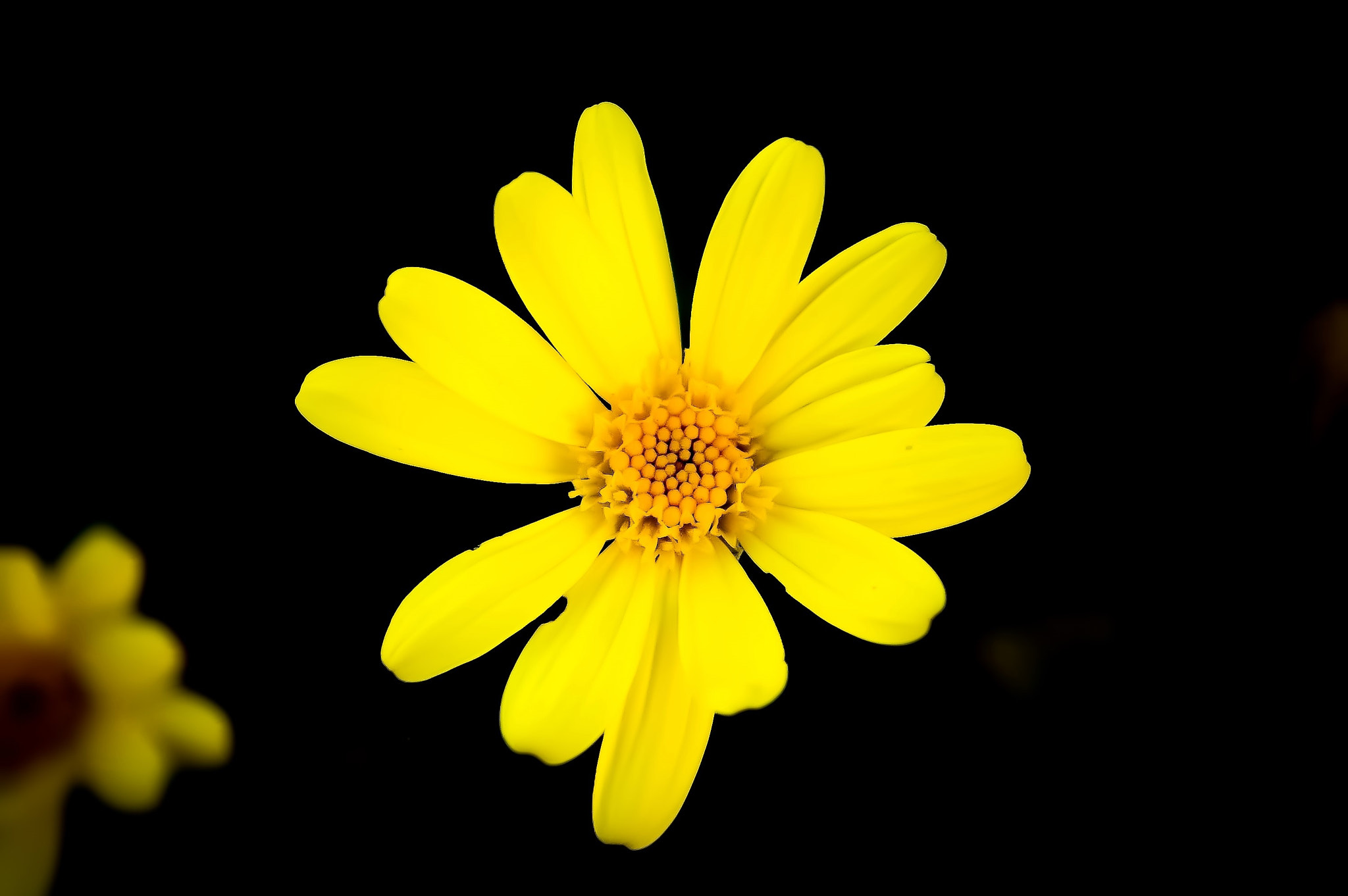 Pentax *ist DL sample photo. Yelow touch. photography