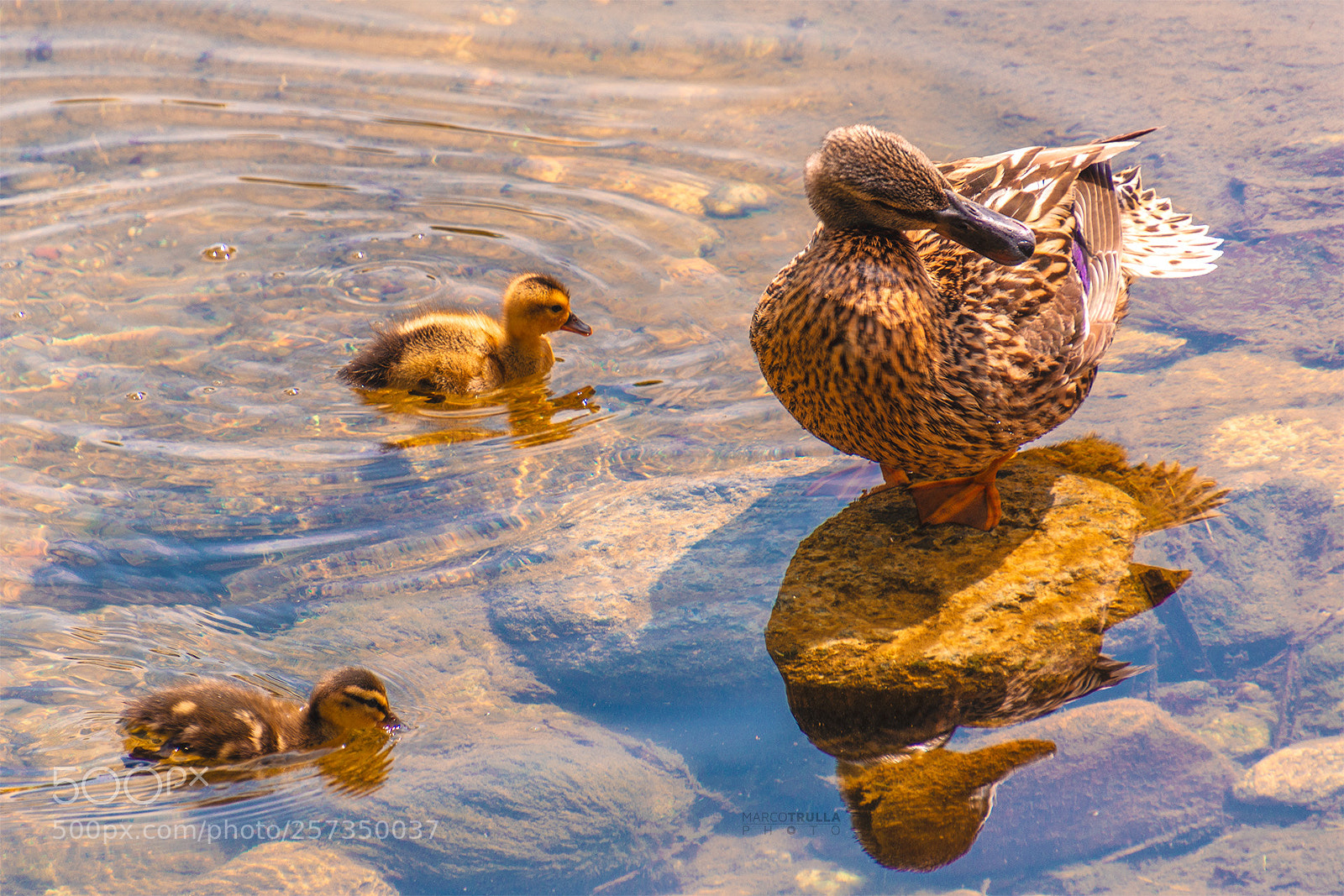 Nikon D7200 sample photo. Ducky family photography