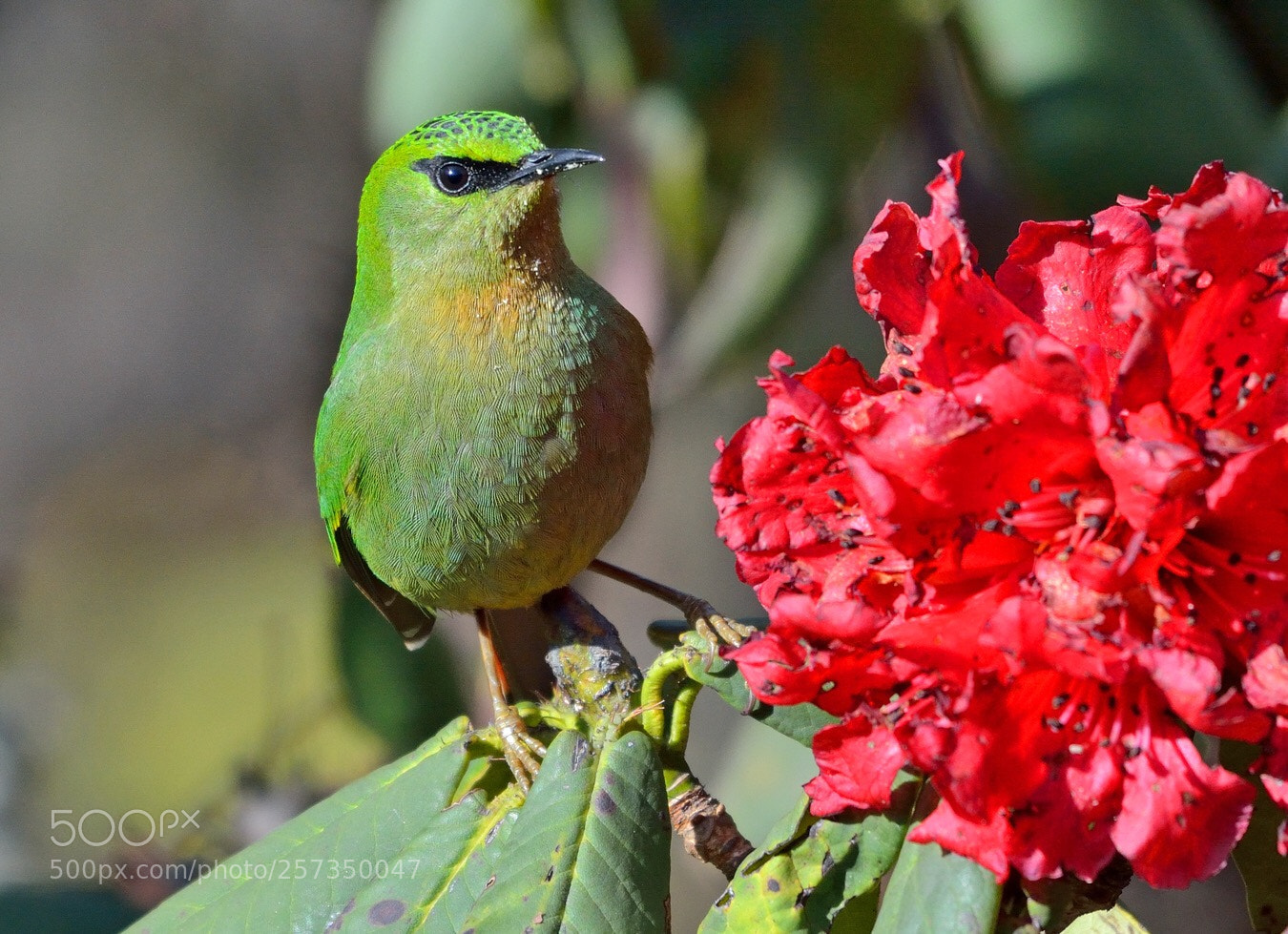 Nikon D7100 sample photo. Fire tailed myzornis photography