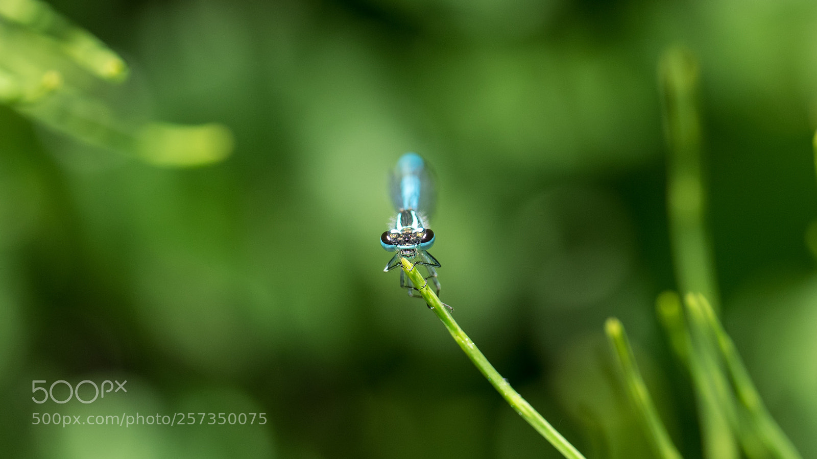 Olympus OM-D E-M1 sample photo. Enallagma cyathigerum photography