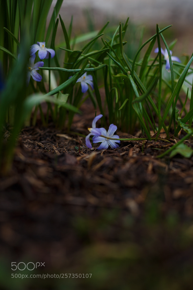 Canon EOS 6D sample photo. Уход весенних первенцев photography
