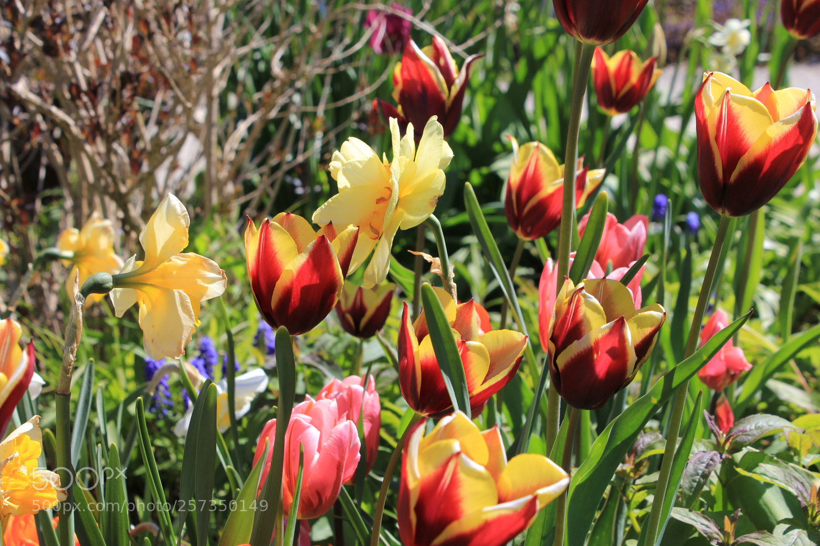 Canon EOS 550D (EOS Rebel T2i / EOS Kiss X4) sample photo. Tulips edward's gardens, toronto photography