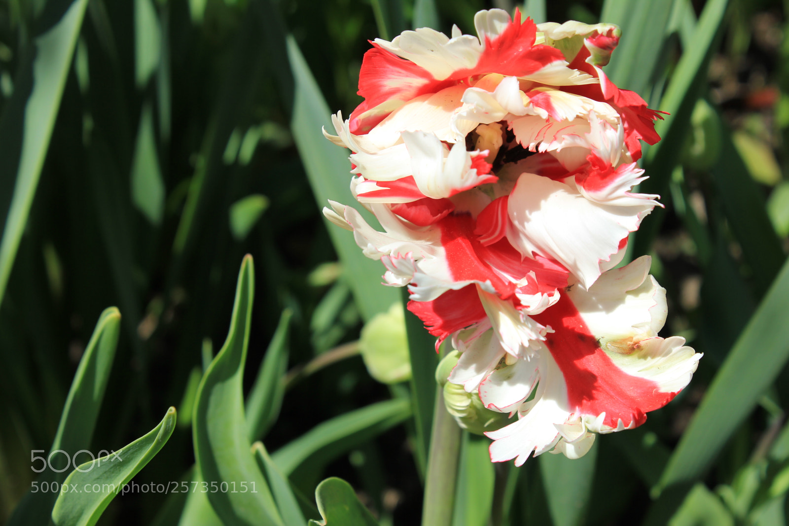 Canon EOS 550D (EOS Rebel T2i / EOS Kiss X4) sample photo. Tulips edward's gardens, toronto photography