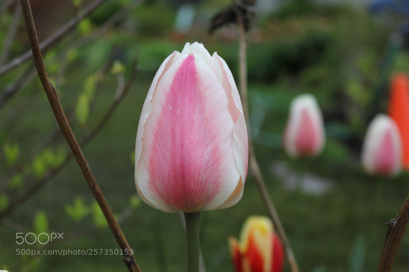 Canon EOS 550D (EOS Rebel T2i / EOS Kiss X4) sample photo. Tulips edward's gardens, toronto photography