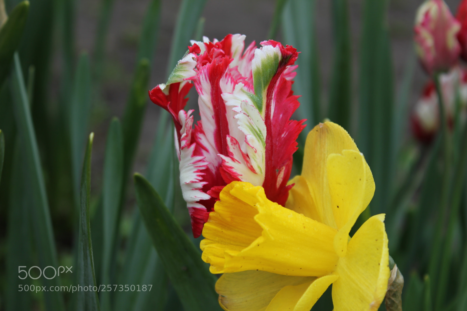Canon EOS 550D (EOS Rebel T2i / EOS Kiss X4) sample photo. Tulips edward's gardens, toronto photography