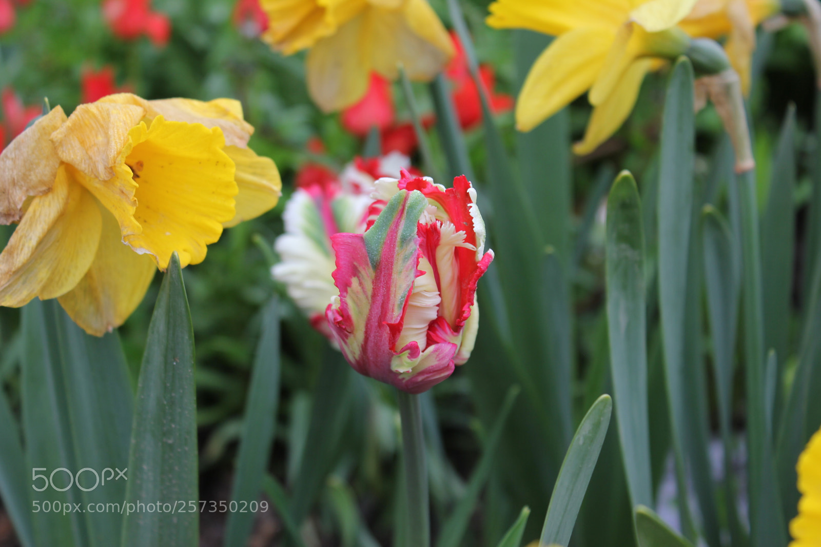 Canon EOS 550D (EOS Rebel T2i / EOS Kiss X4) sample photo. Tulips edward's gardens, toronto photography
