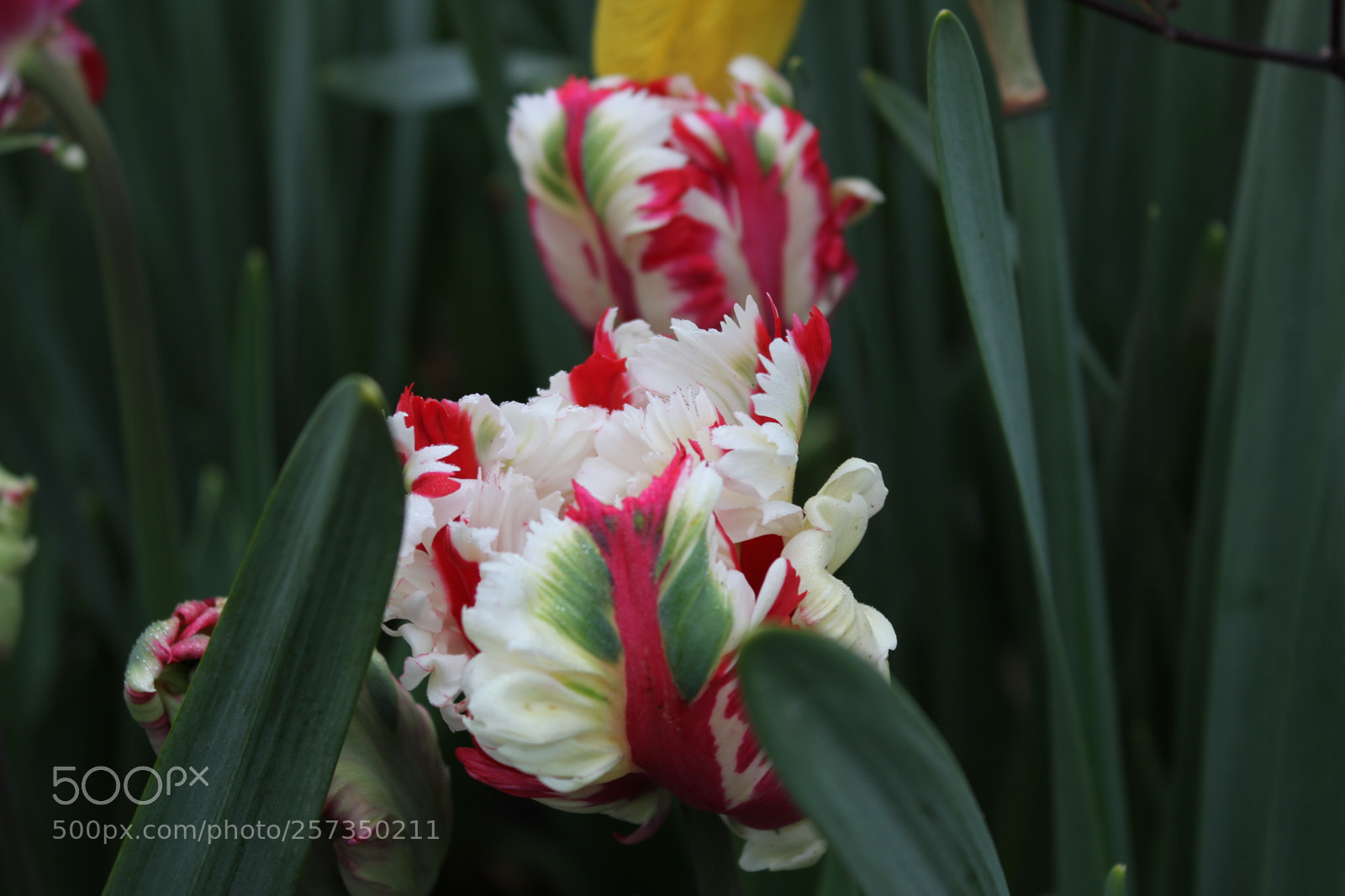 Canon EOS 550D (EOS Rebel T2i / EOS Kiss X4) sample photo. Tulips edward's gardens, toronto photography