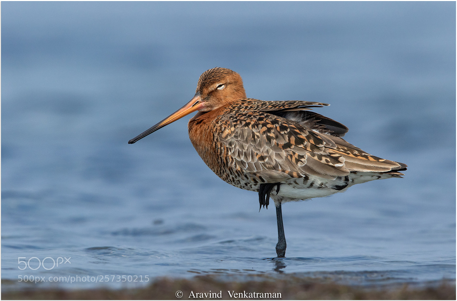 Canon EOS 7D Mark II sample photo. Black tailed godwit photography