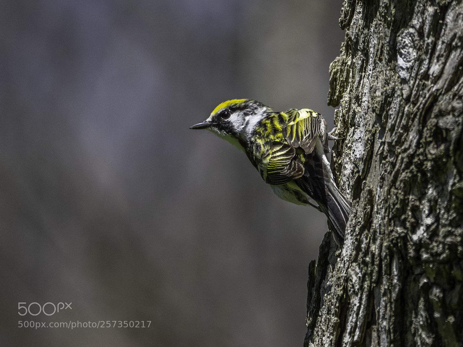 Olympus OM-D E-M1 sample photo. Chestnut-sided warbler photography