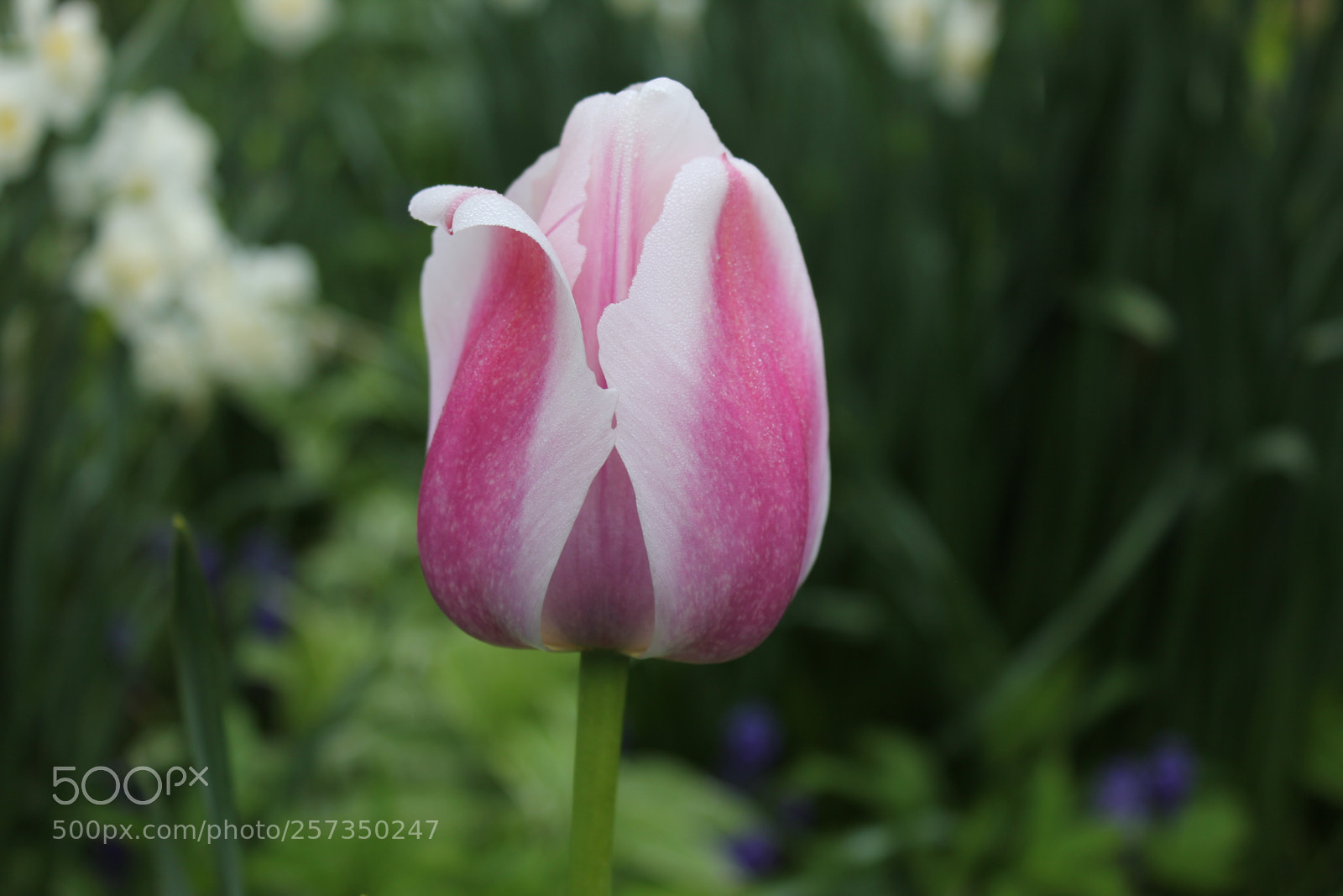 Canon EOS 550D (EOS Rebel T2i / EOS Kiss X4) sample photo. Tulips edward's gardens, toronto photography