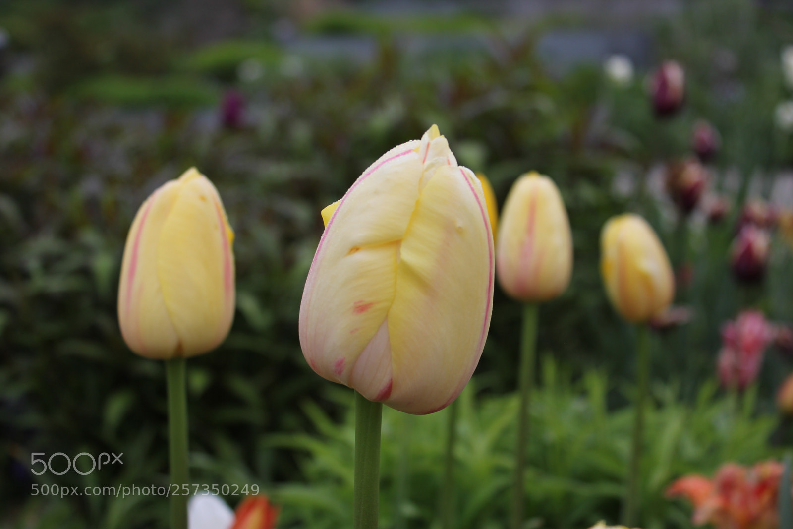 Canon EOS 550D (EOS Rebel T2i / EOS Kiss X4) sample photo. Tulips edward's gardens, toronto photography