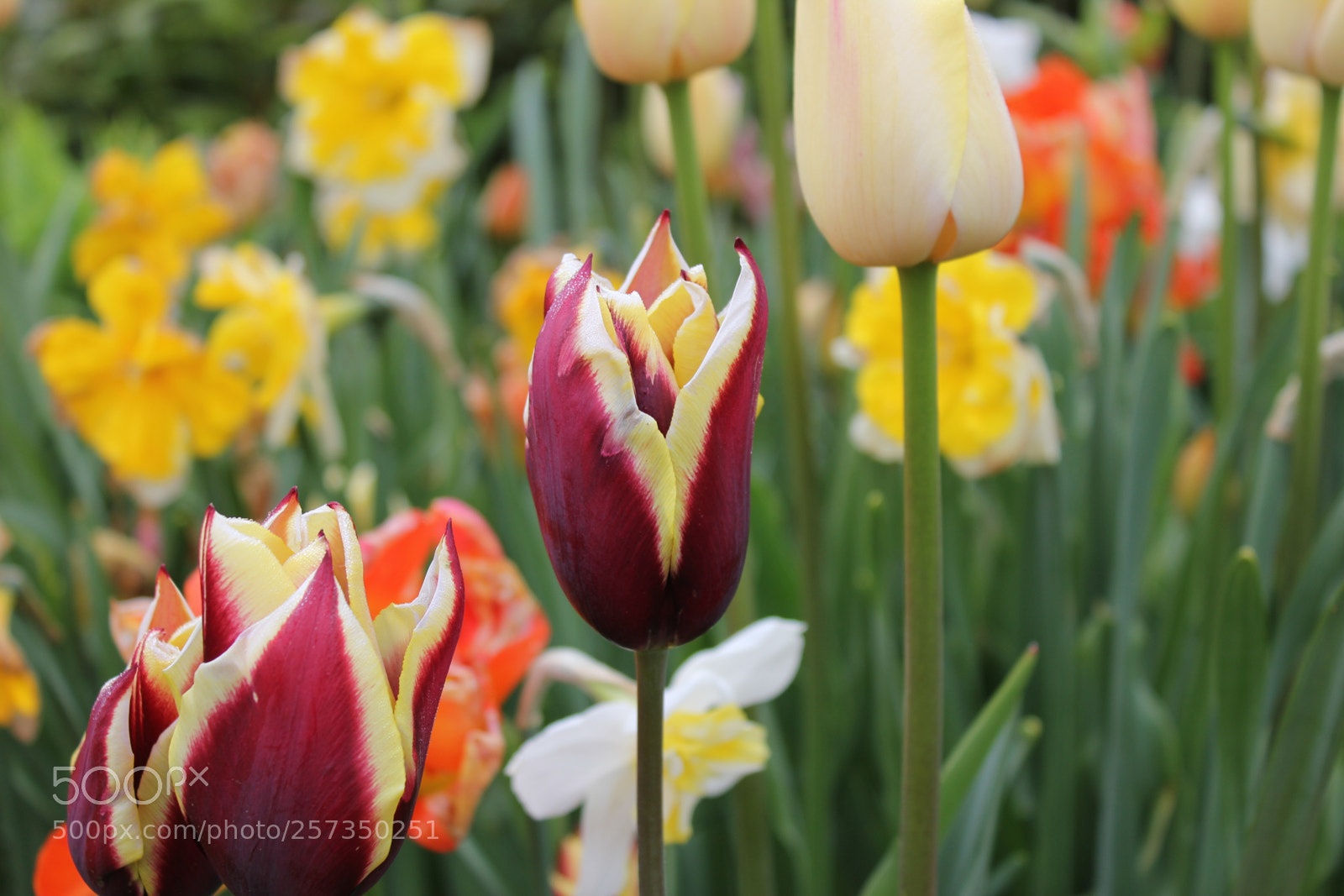 Canon EOS 550D (EOS Rebel T2i / EOS Kiss X4) sample photo. Tulips edward's gardens, toronto photography