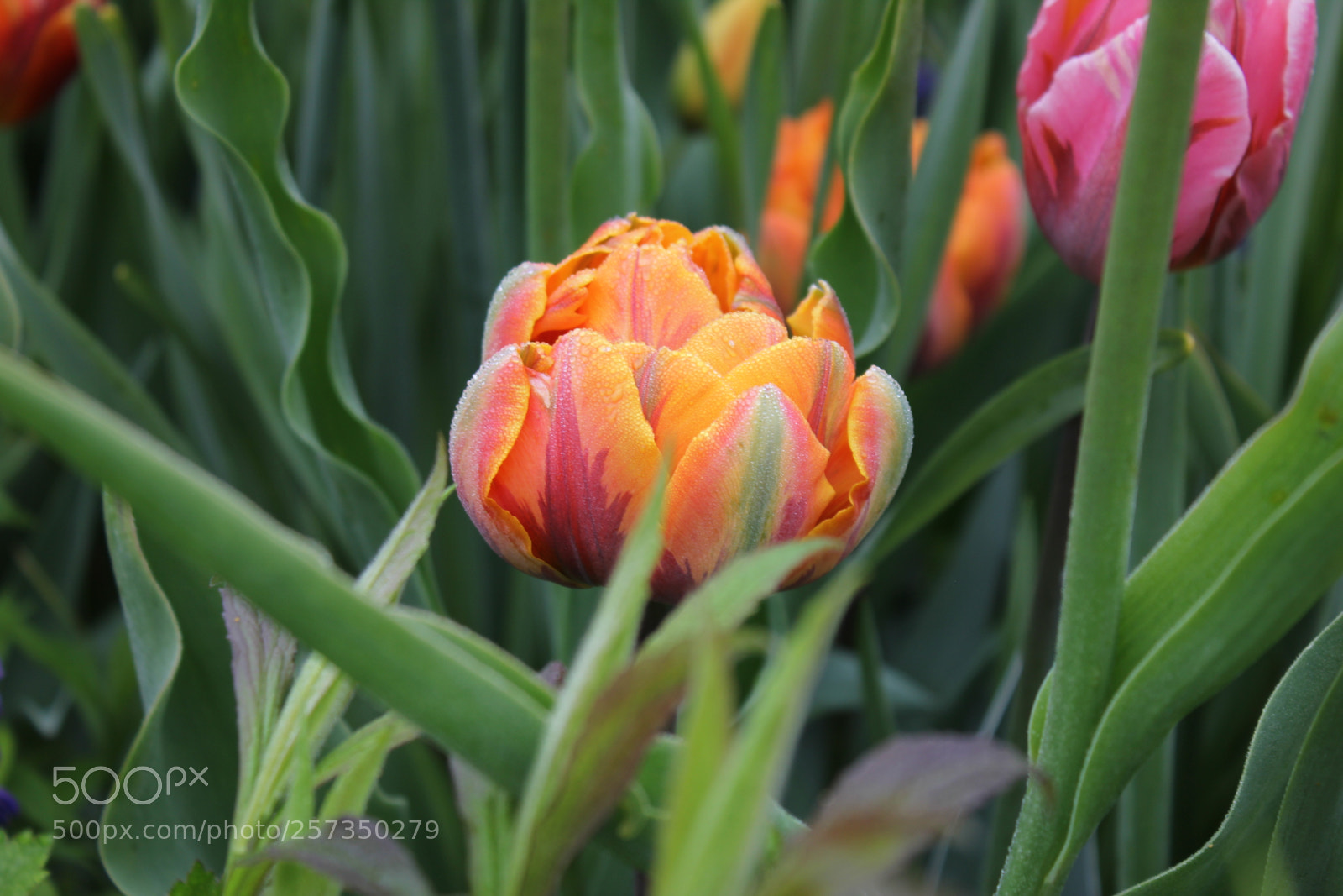 Canon EOS 550D (EOS Rebel T2i / EOS Kiss X4) sample photo. Tulips edward's gardens, toronto photography