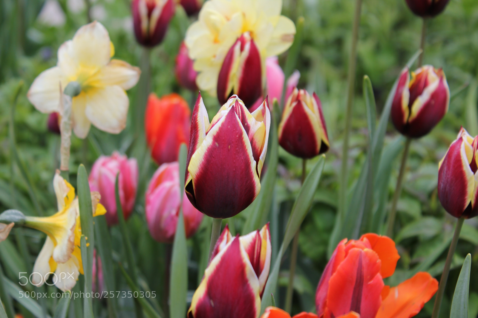 Canon EOS 550D (EOS Rebel T2i / EOS Kiss X4) sample photo. Tulips edward's gardens, toronto photography