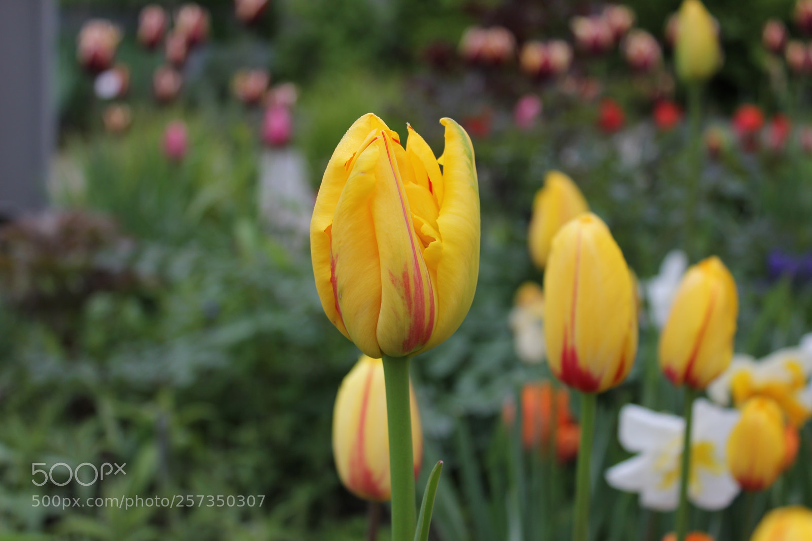 Canon EOS 550D (EOS Rebel T2i / EOS Kiss X4) sample photo. Tulips edward's gardens, toronto photography