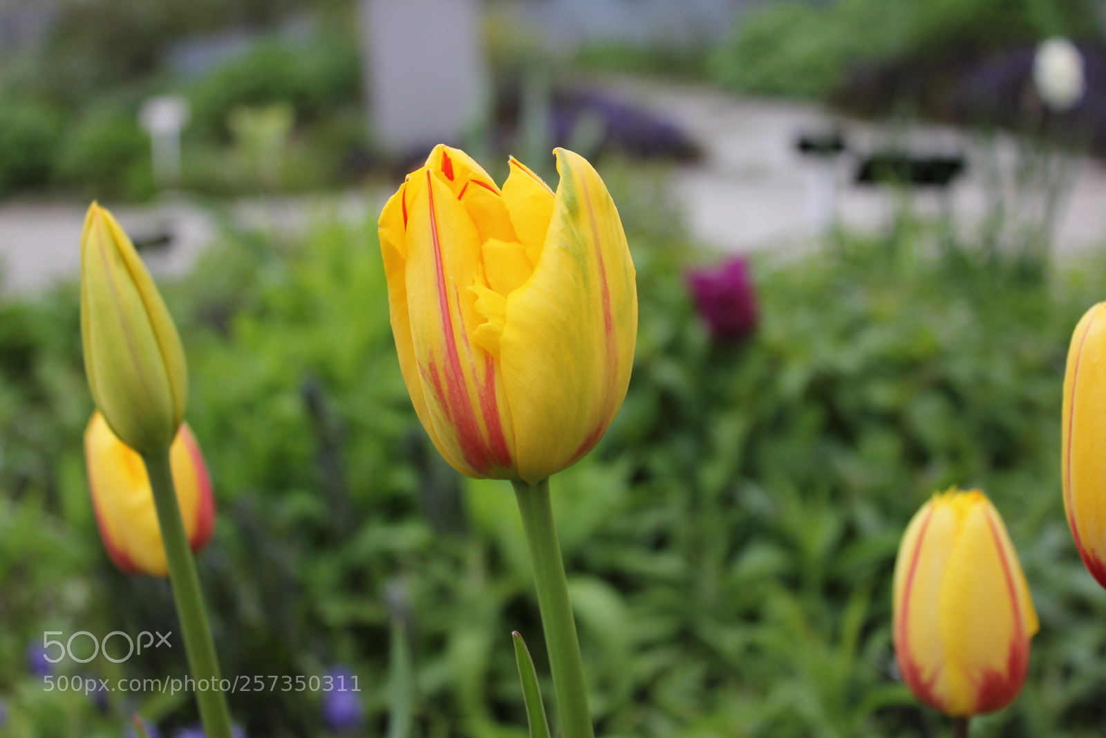 Canon EOS 550D (EOS Rebel T2i / EOS Kiss X4) sample photo. Tulips edward's gardens, toronto photography