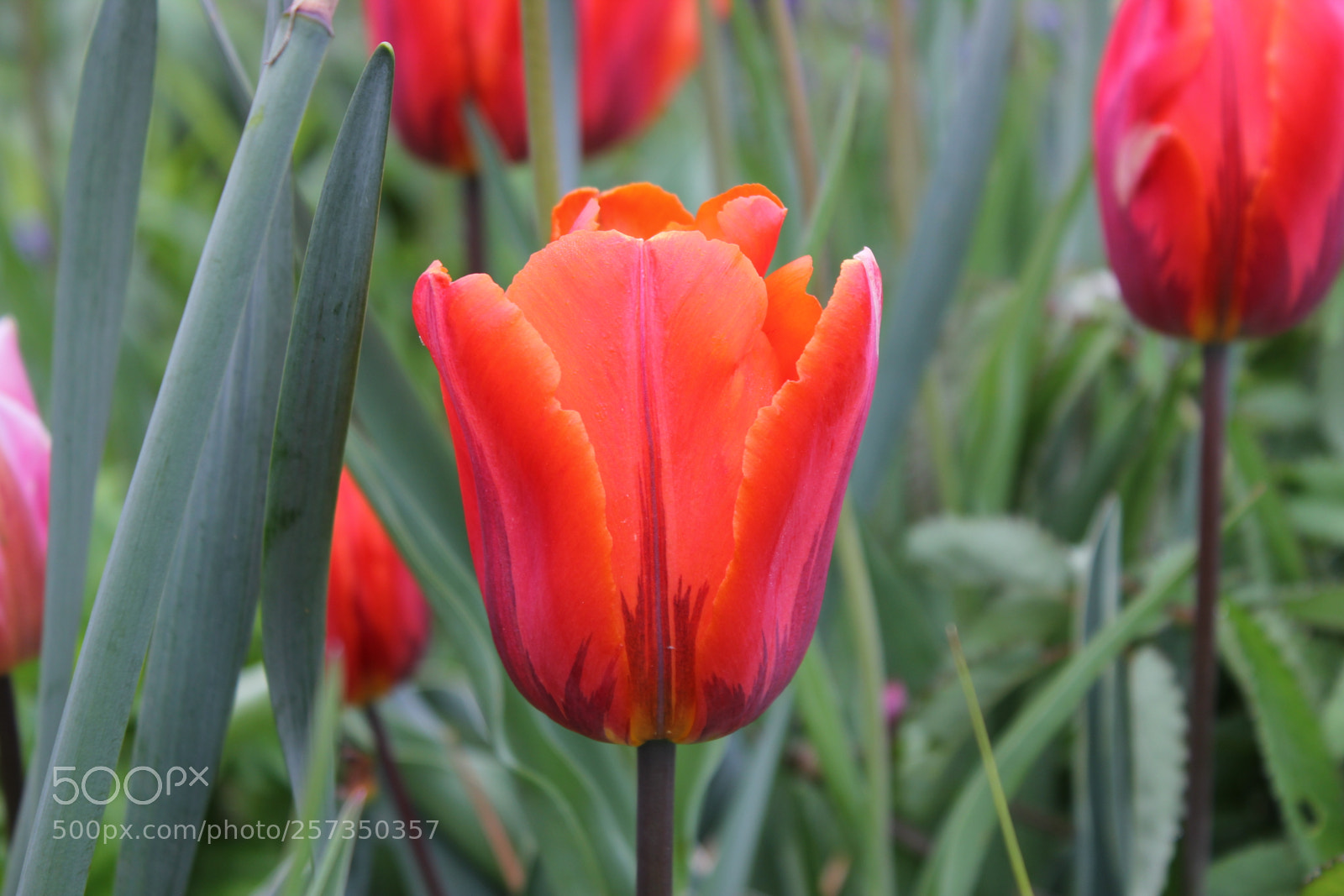 Canon EOS 550D (EOS Rebel T2i / EOS Kiss X4) sample photo. Tulips edward's gardens, toronto photography