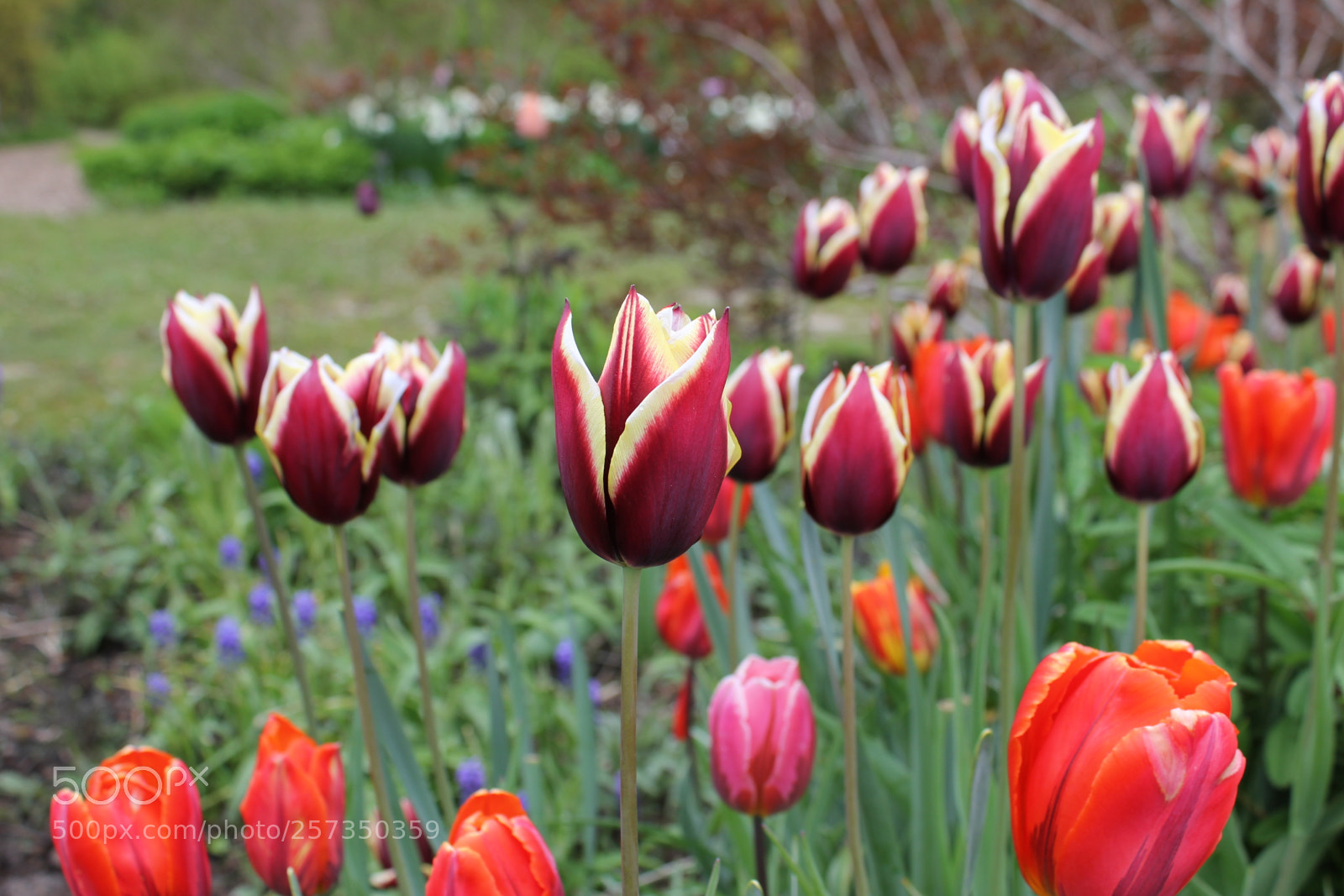Canon EOS 550D (EOS Rebel T2i / EOS Kiss X4) sample photo. Tulips edward's gardens, toronto photography
