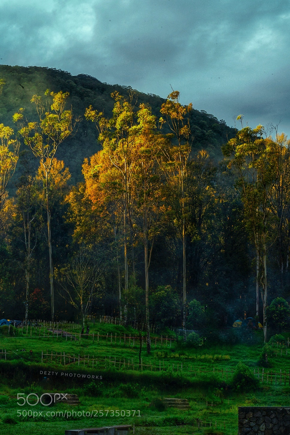 Sony a7 II sample photo. Golden trees photography