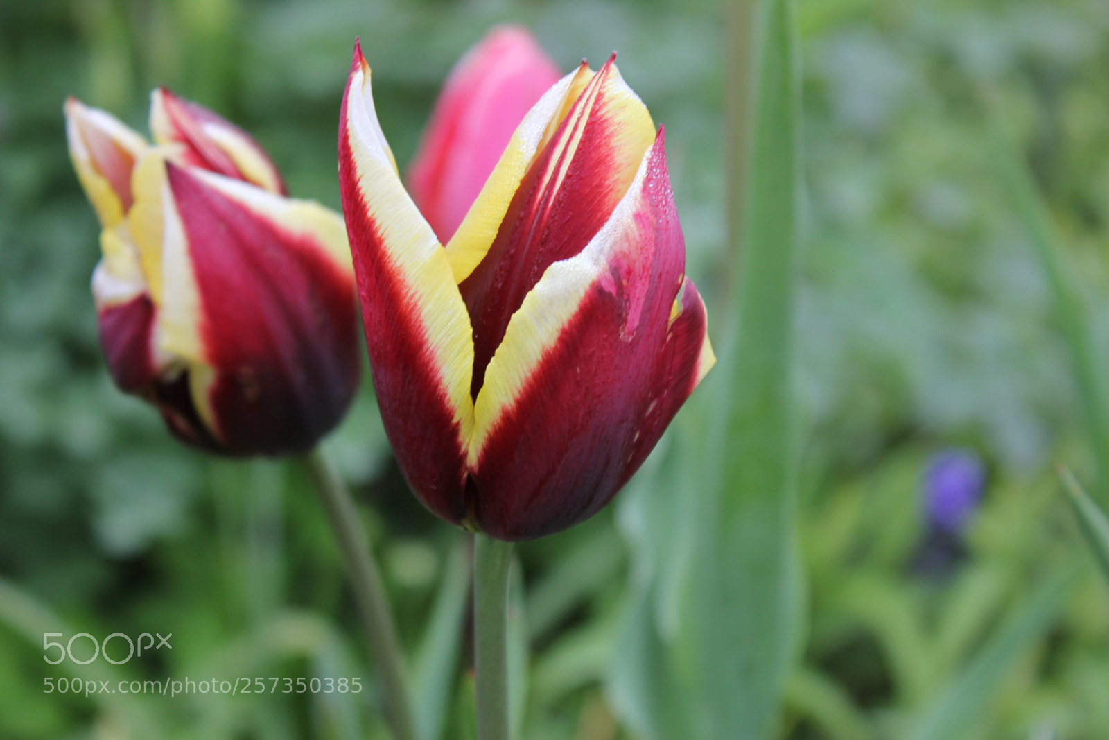 Canon EOS 550D (EOS Rebel T2i / EOS Kiss X4) sample photo. Tulips edward's gardens, toronto photography