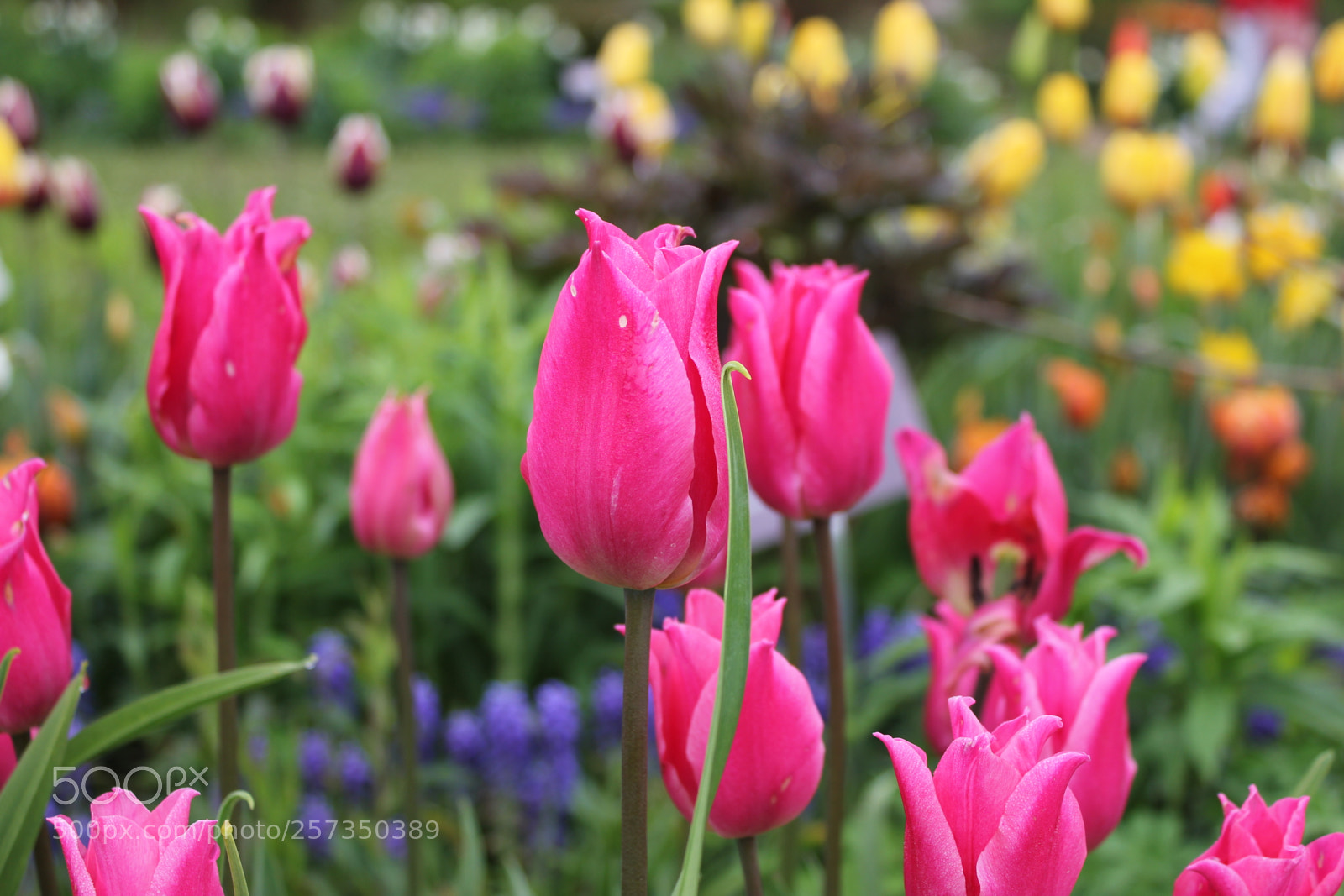 Canon EOS 550D (EOS Rebel T2i / EOS Kiss X4) sample photo. Tulips edward's gardens, toronto photography