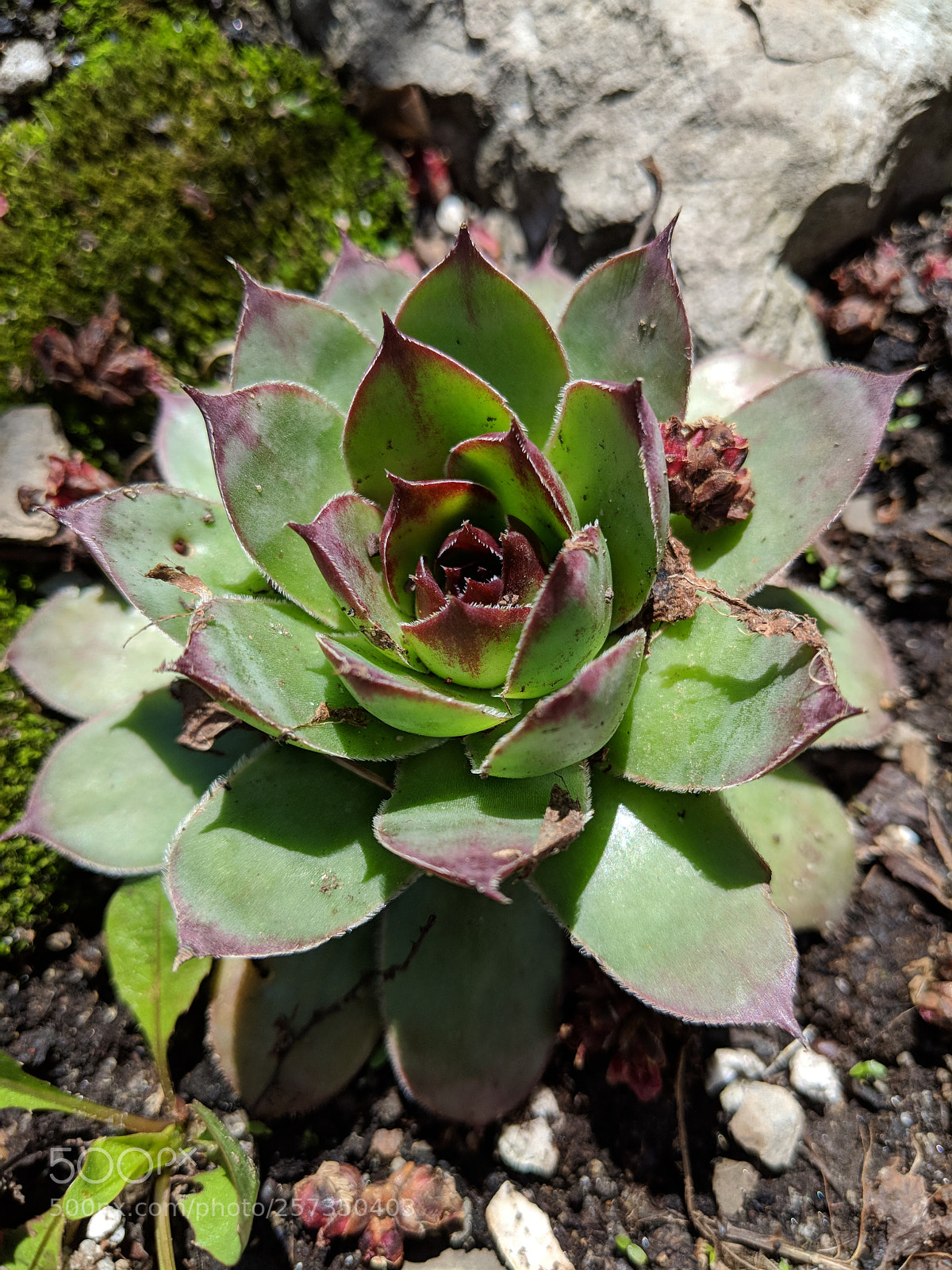 Google Pixel 2 sample photo. Spring green photography