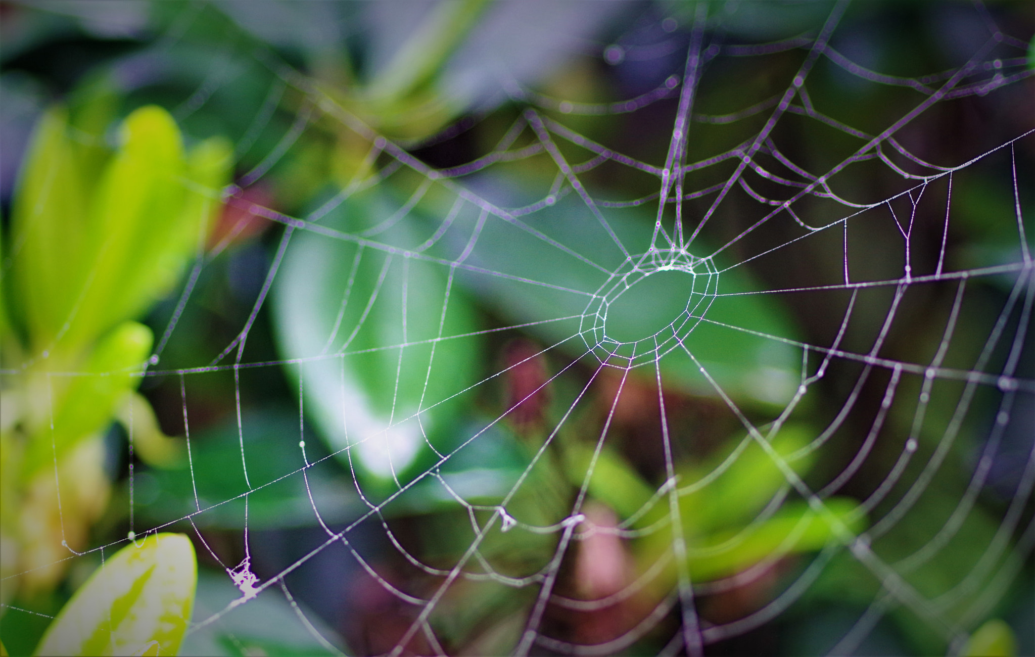 Pentax K-70 sample photo. Spider web photography