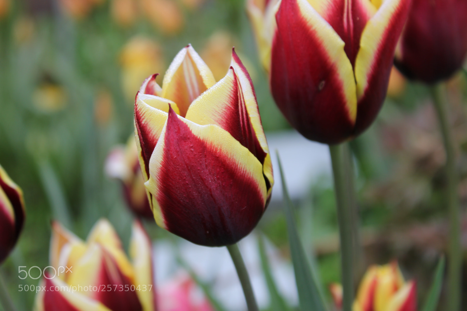 Canon EOS 550D (EOS Rebel T2i / EOS Kiss X4) sample photo. Tulips edward's gardens, toronto photography