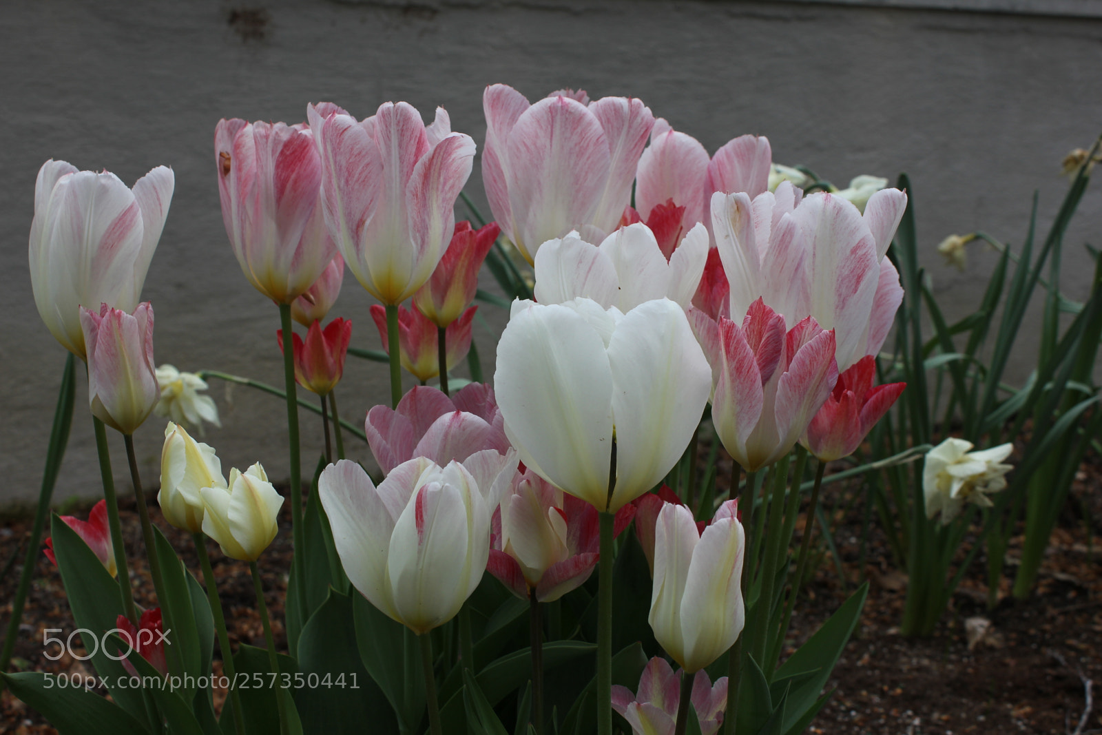 Canon EOS 550D (EOS Rebel T2i / EOS Kiss X4) sample photo. Tulips edward's gardens, toronto photography