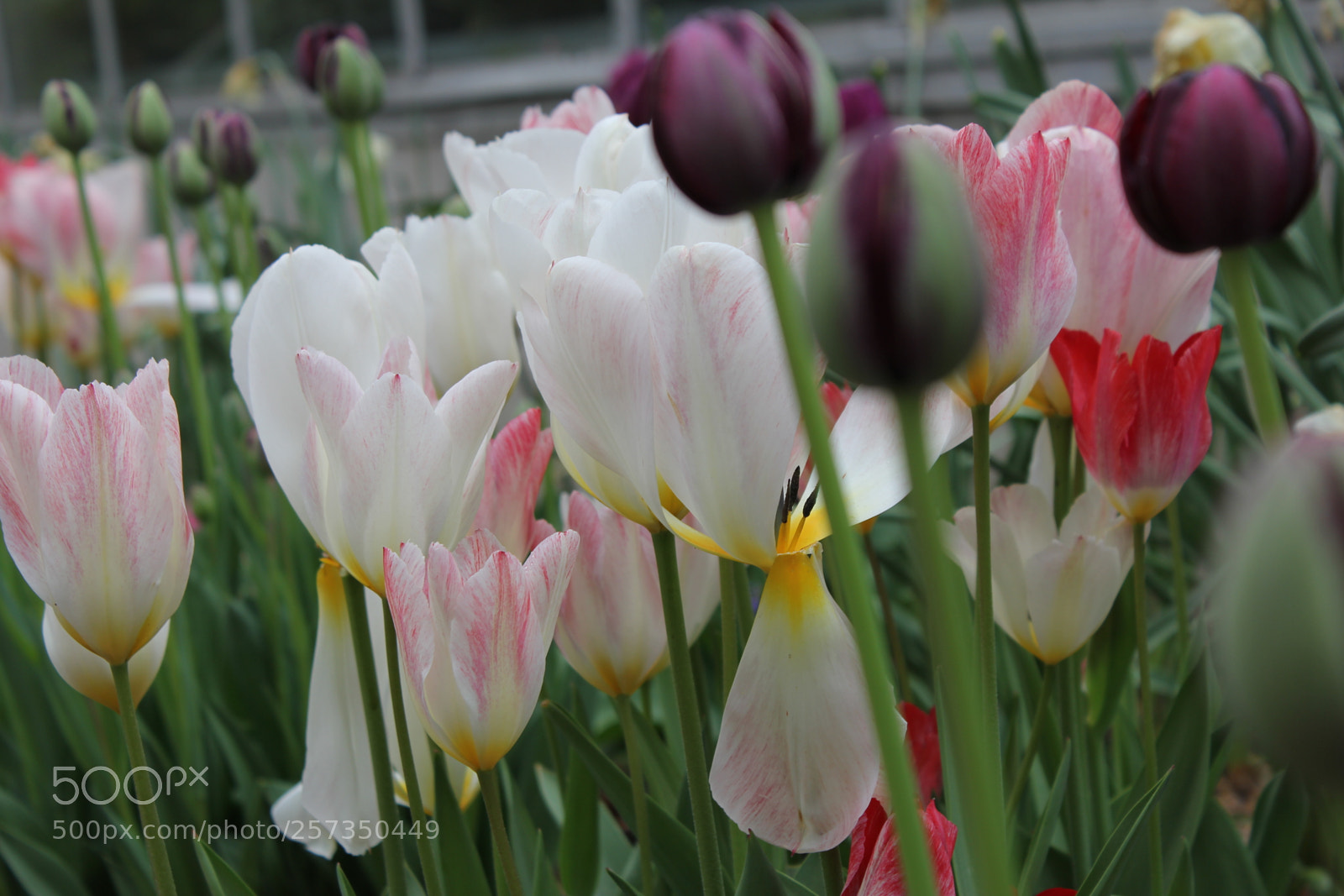 Canon EOS 550D (EOS Rebel T2i / EOS Kiss X4) sample photo. Tulips edward's gardens, toronto photography