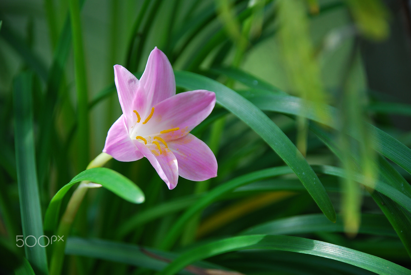 Nikon D80 + Nikon AF-S DX Nikkor 18-135mm F3.5-5.6G ED-IF sample photo. Dsc photography