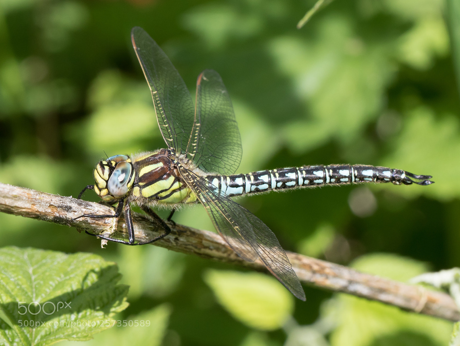 Canon EOS 7D Mark II sample photo. Hairy hawker photography