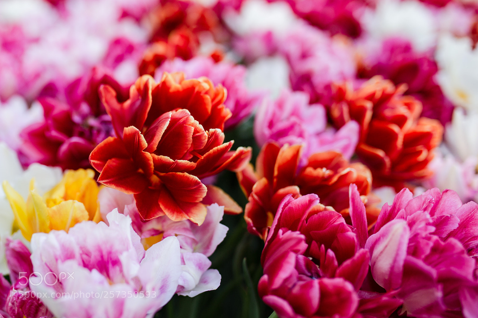 Canon EOS 6D sample photo. Street flowers photography