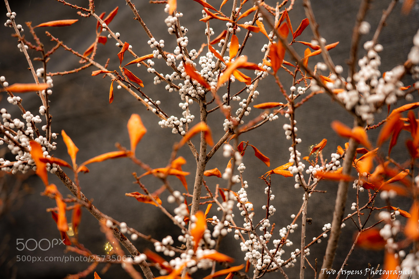 Sony a7R III sample photo. American beauty bush in photography