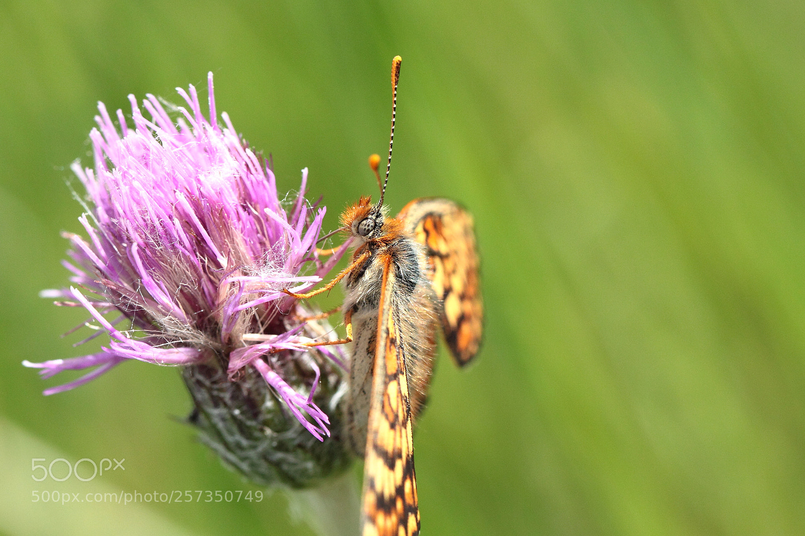 Canon EOS 50D sample photo. Damier de la succise photography