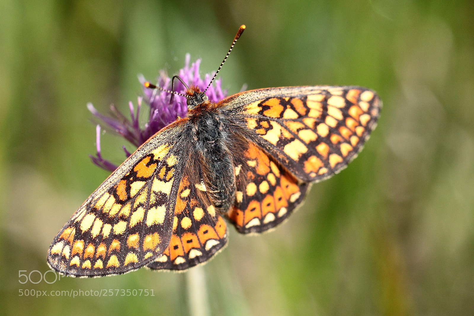 Canon EOS 50D sample photo. Damier de la succise photography