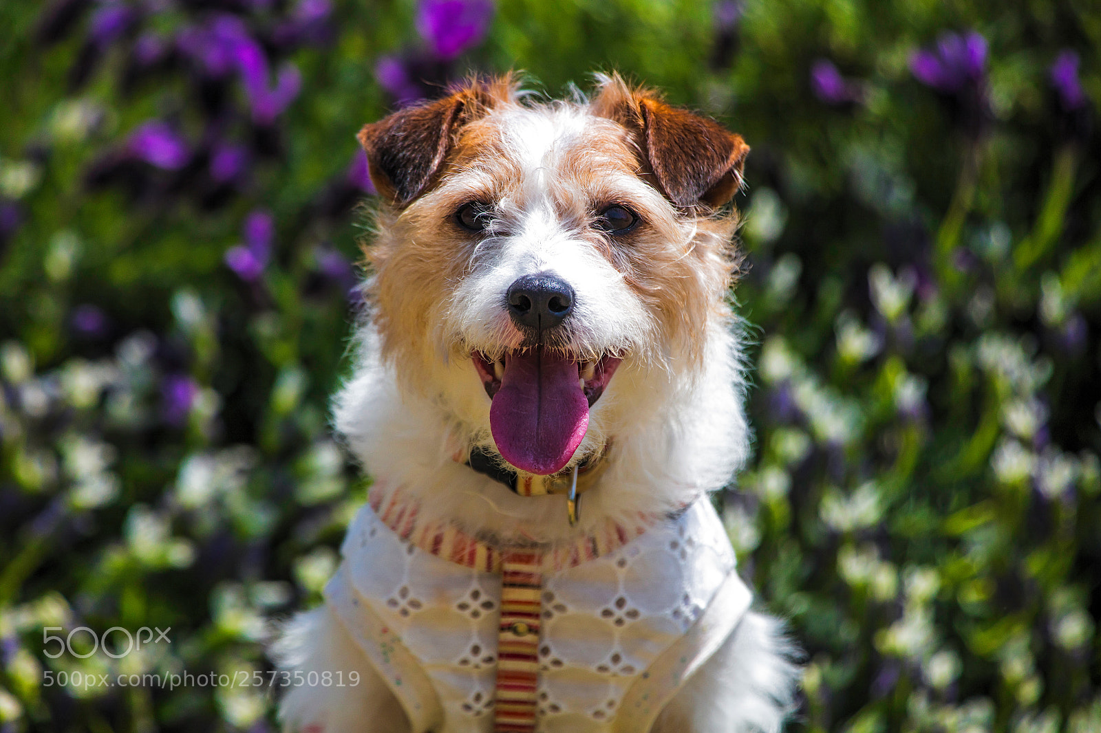 Canon EOS 5DS R sample photo. Smiling for the camera photography