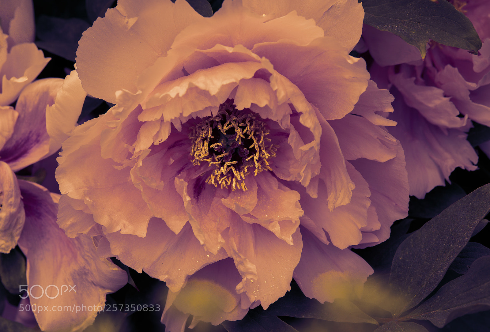 Canon EOS 5D Mark IV sample photo. Pfingstrose photography