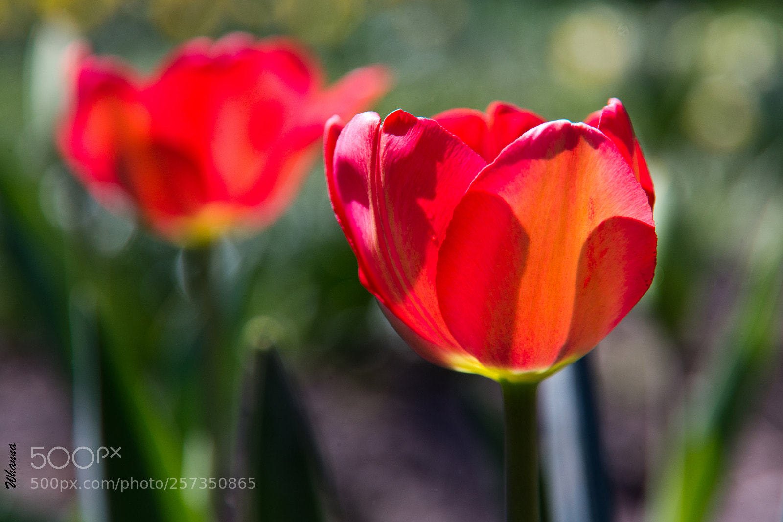 Canon EOS 60D sample photo. Meeting the light photography