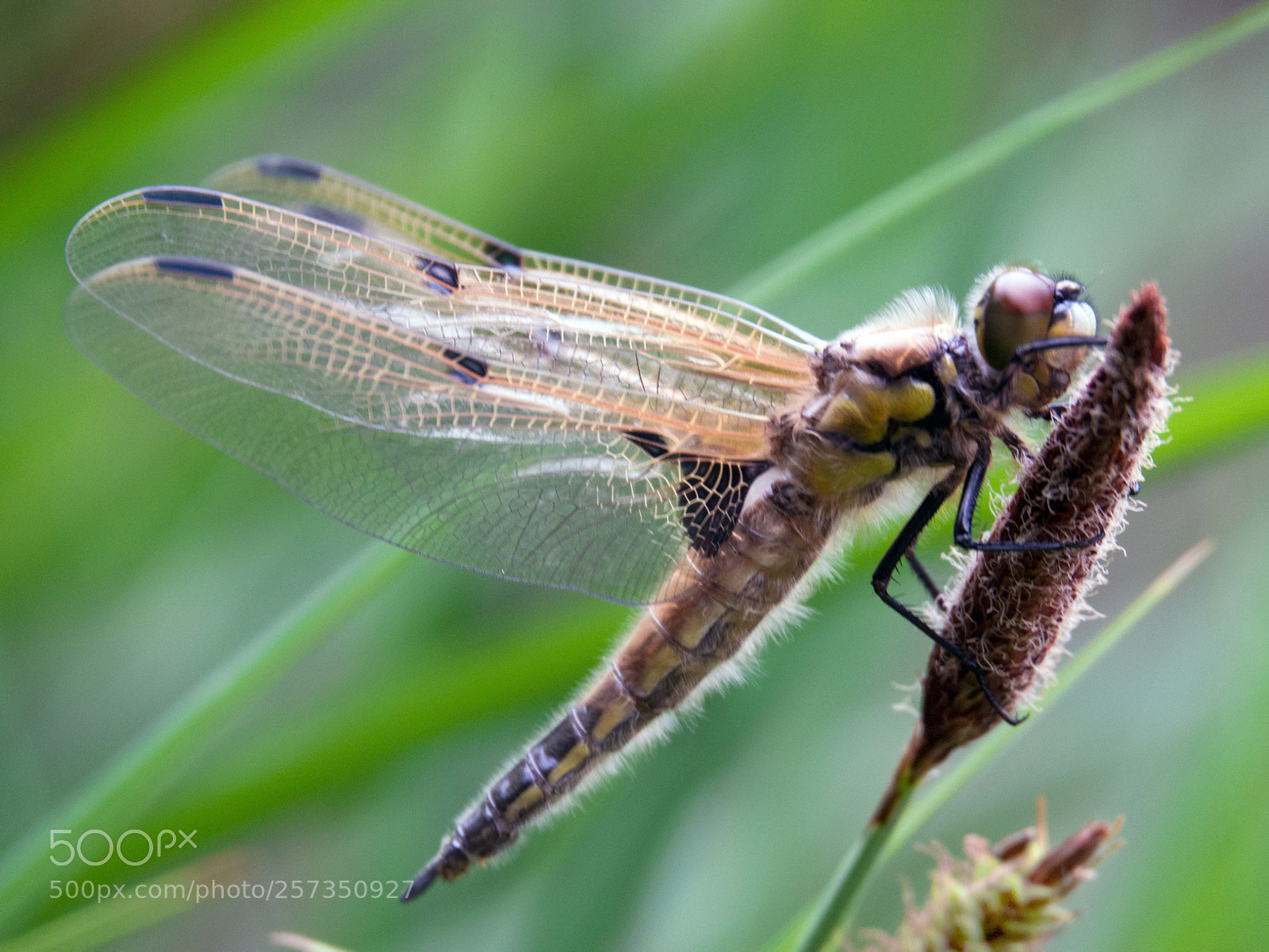 Sony Cyber-shot DSC-RX10 IV sample photo. ... vierfleck ... photography