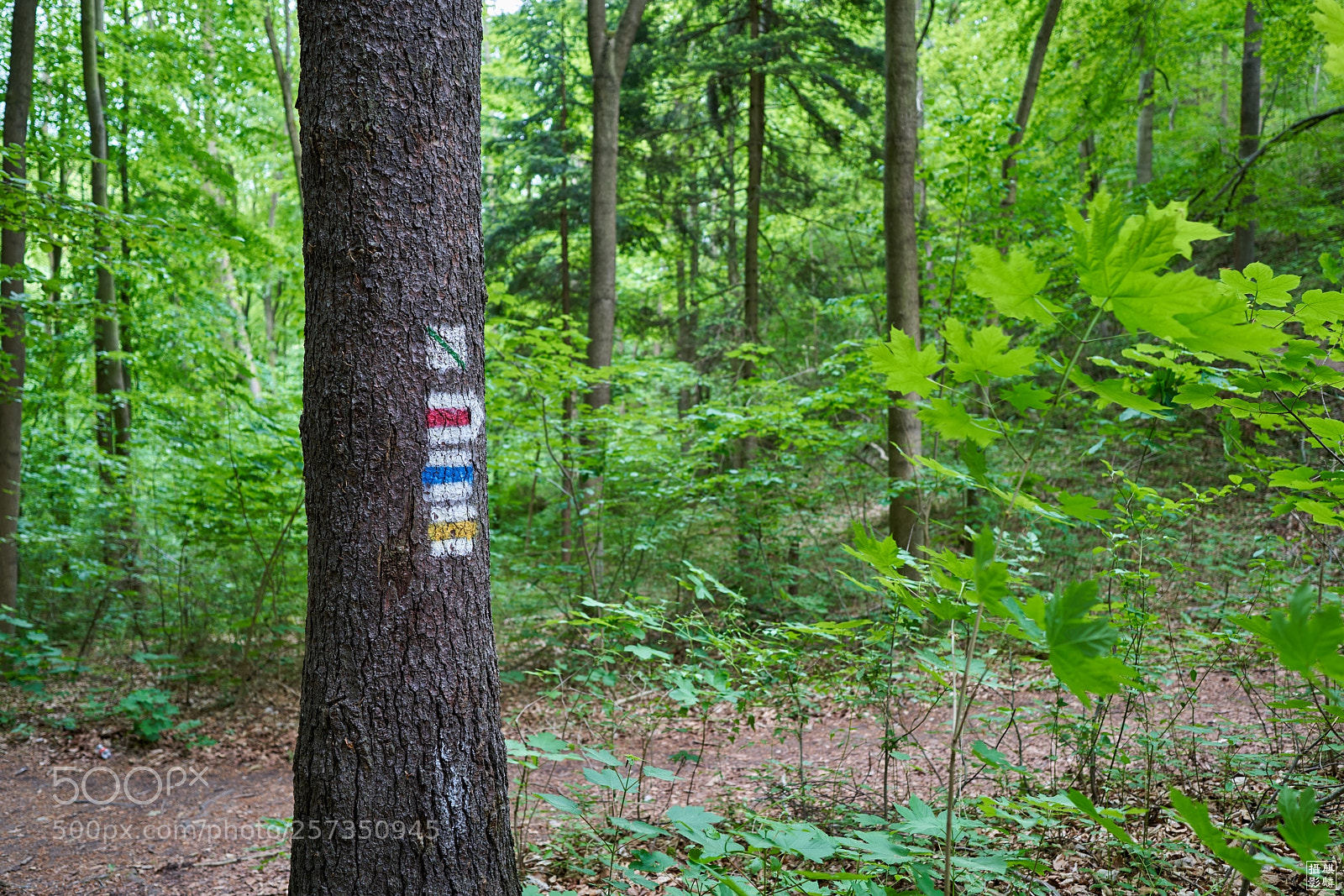 Sony a7R III sample photo. Choose your way photography