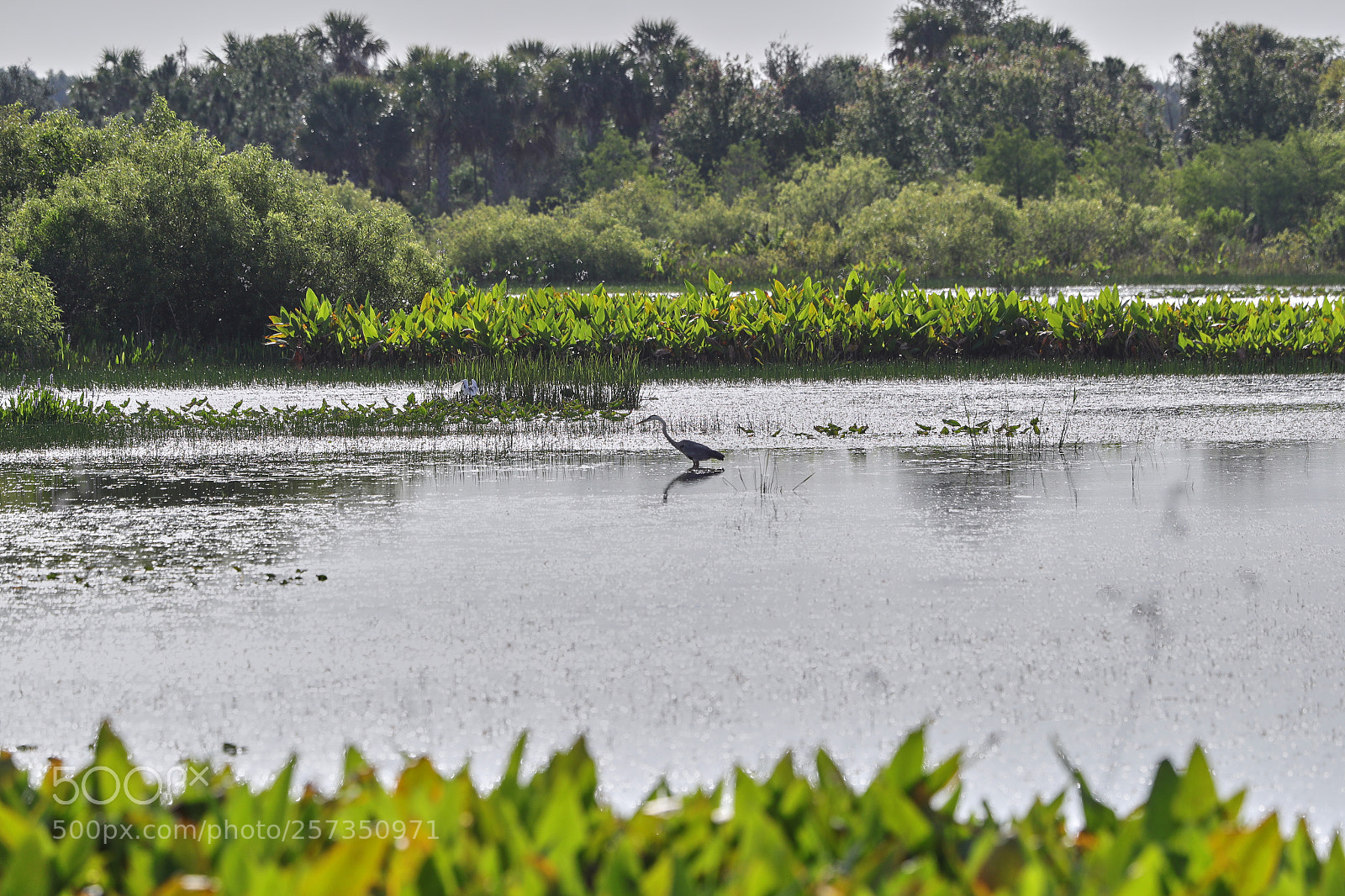 Canon EOS-1D X Mark II sample photo. 05-10-18-0017062.jpg photography