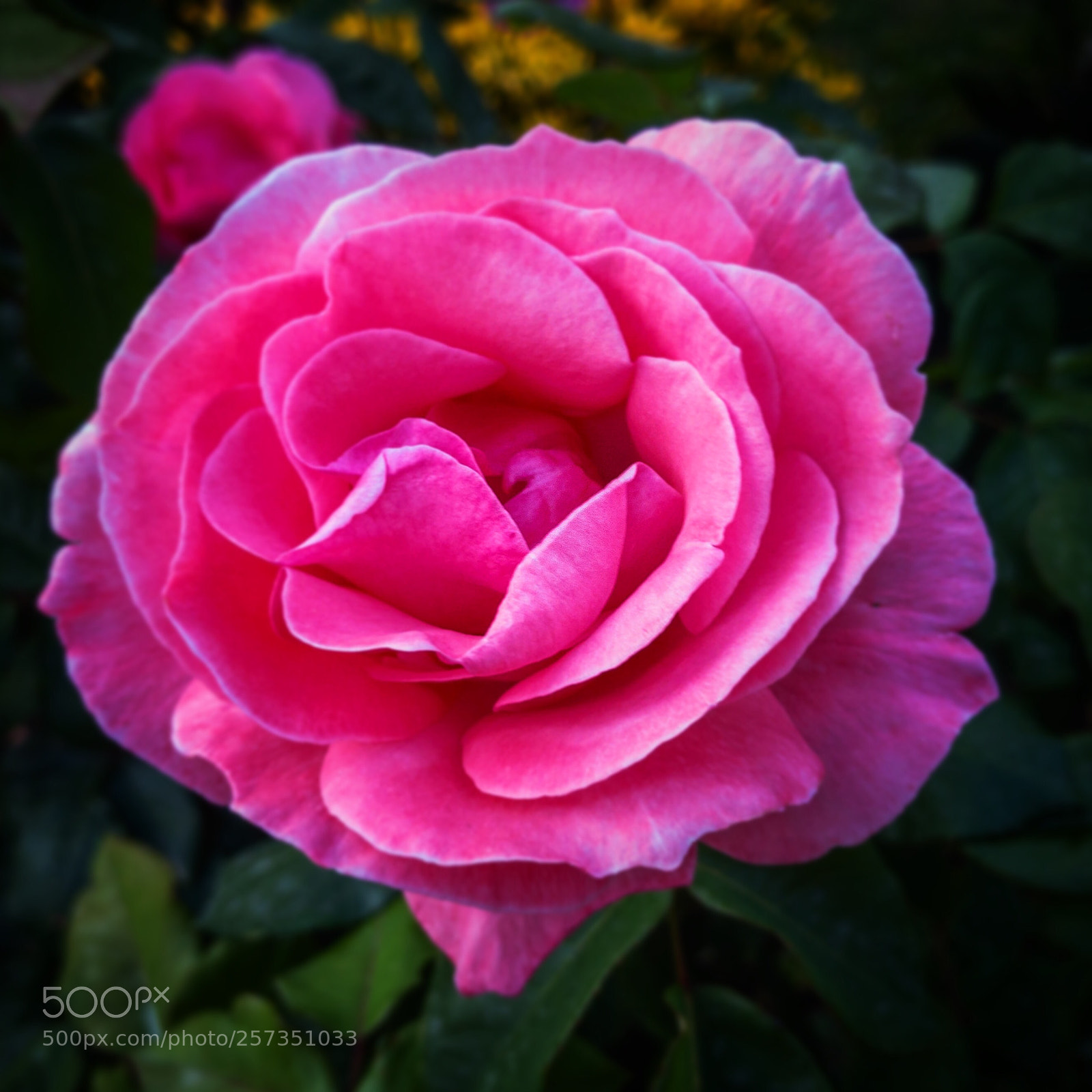 Apple iPhone 7 sample photo. Pink rose photography