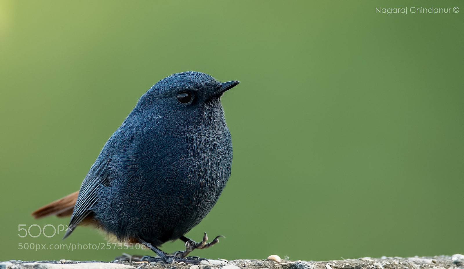 Nikon D5 sample photo. Plumbeous water redstart photography