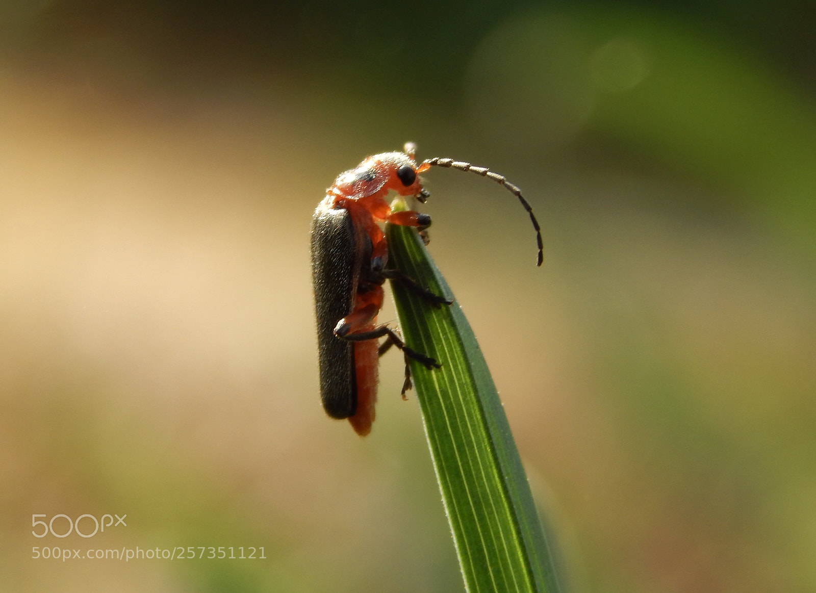 Nikon Coolpix L820 sample photo. Good morning mr. firefly photography